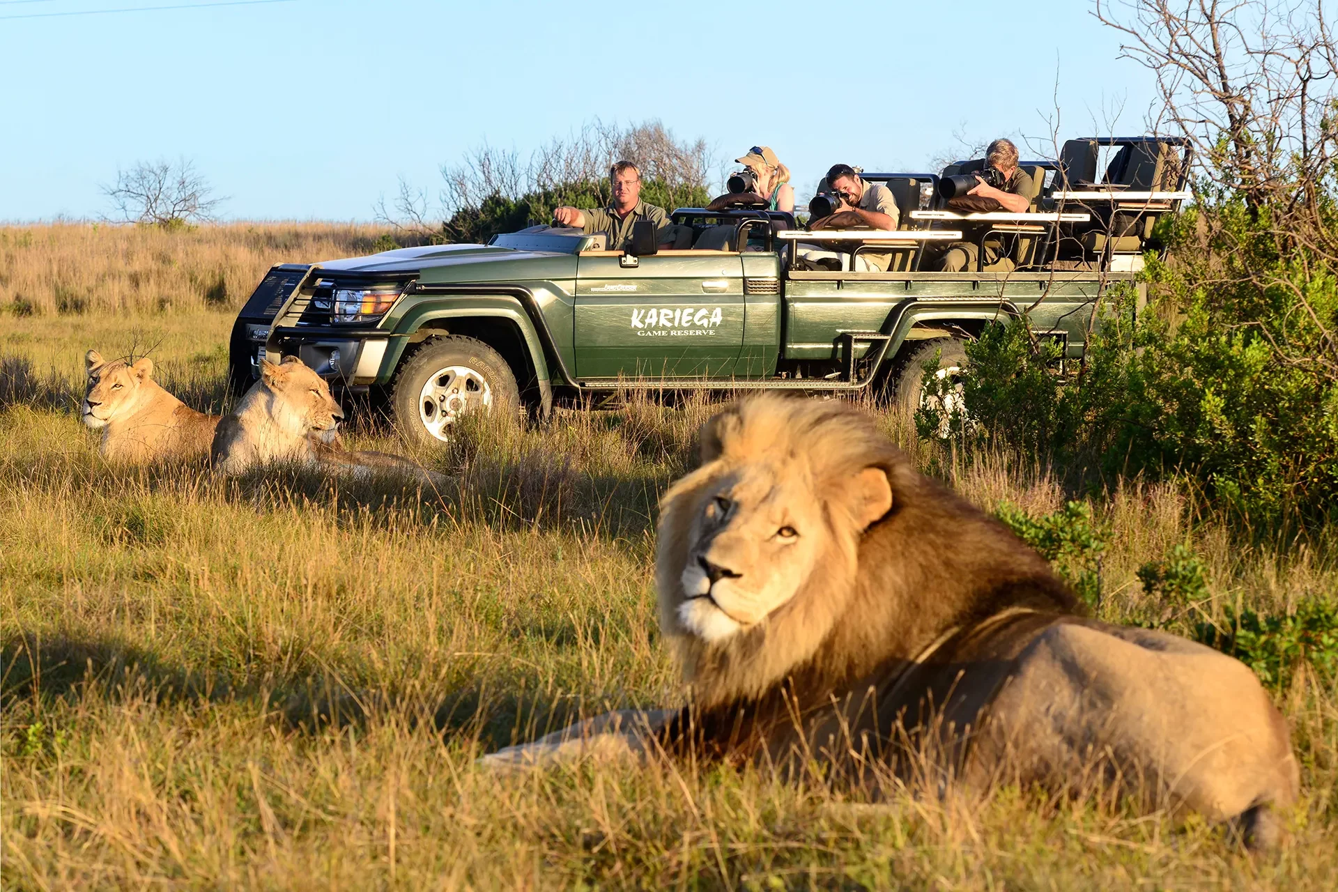 Mehrere Löwen vor einem Safari Jeep
