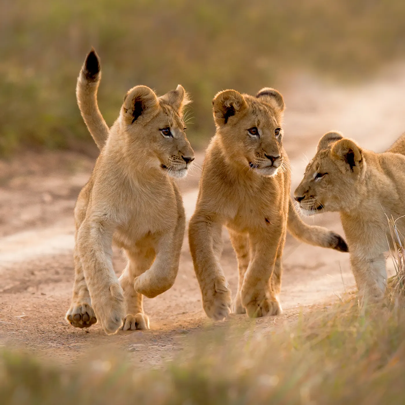 Drei spielende Löwenbabies