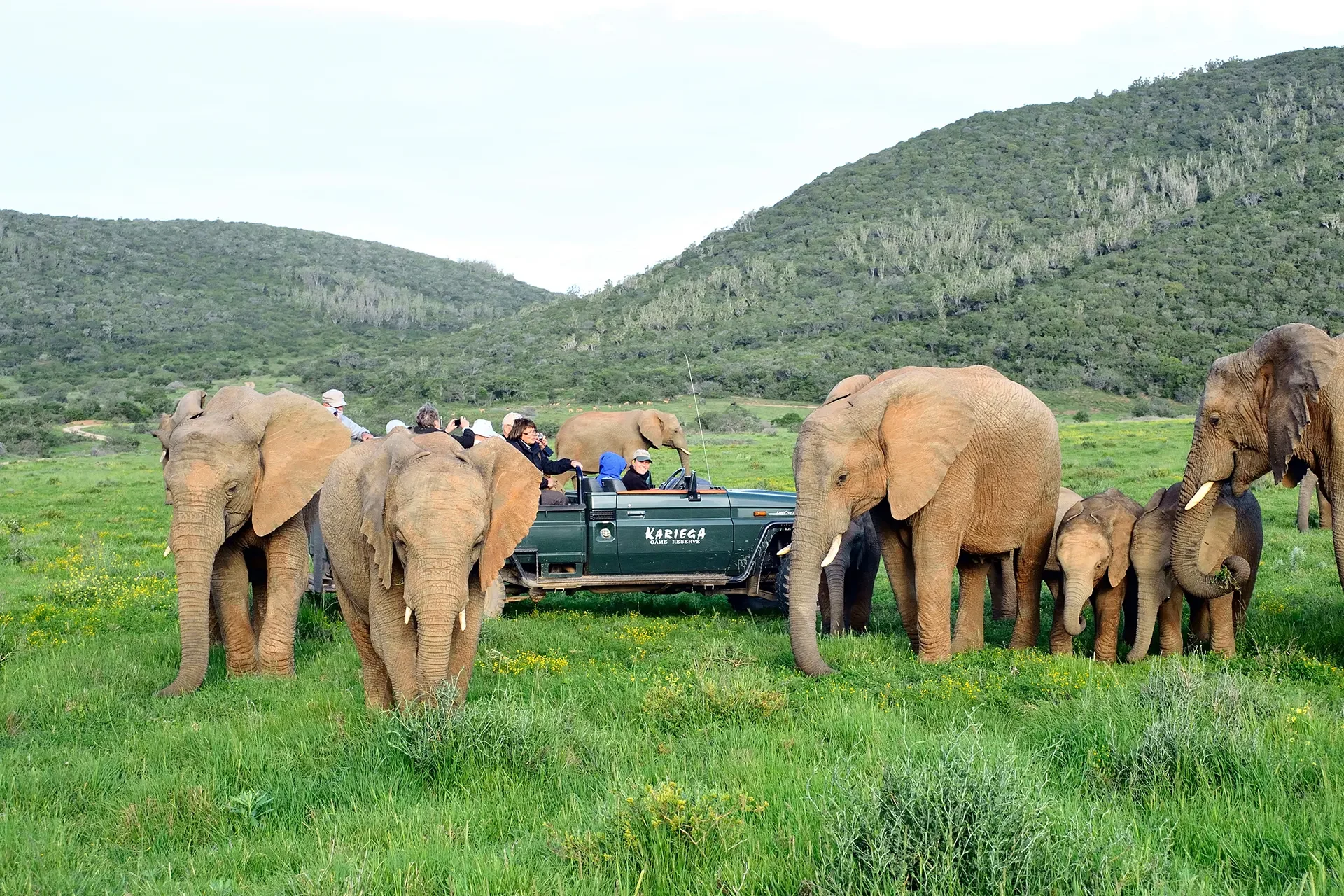 Mehrere Elefanten stehen um einen Jeep