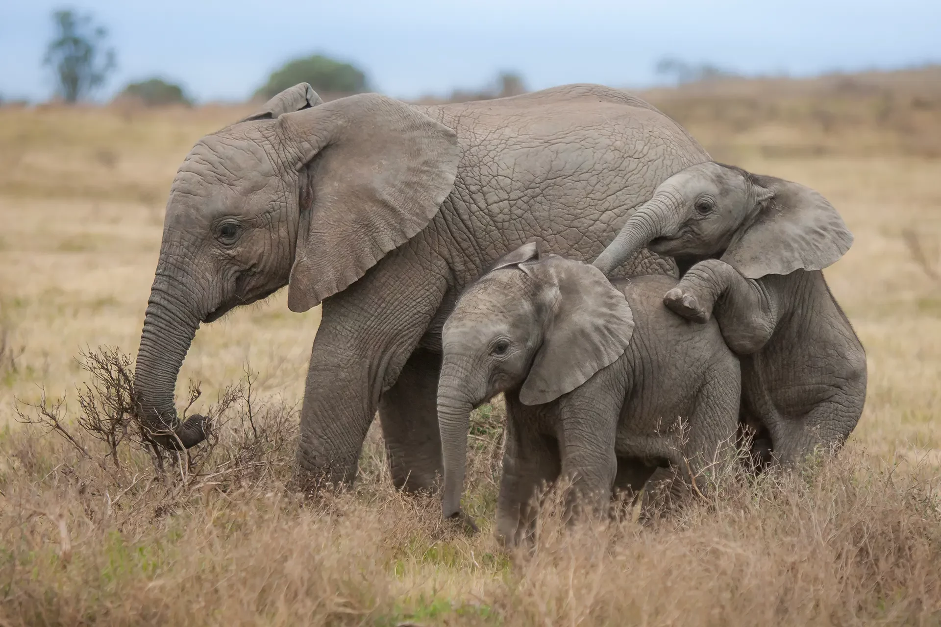 Drei spielende Elefantenbabies