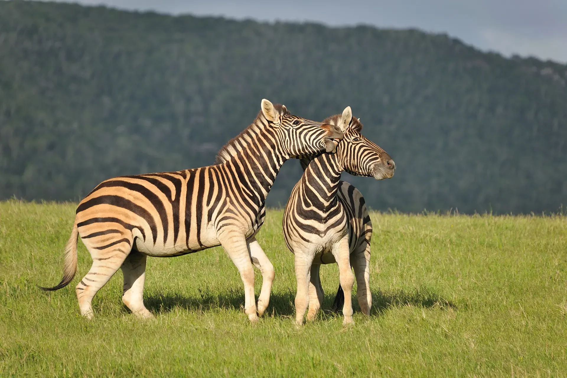 Zwei Zebras im grünen Gras