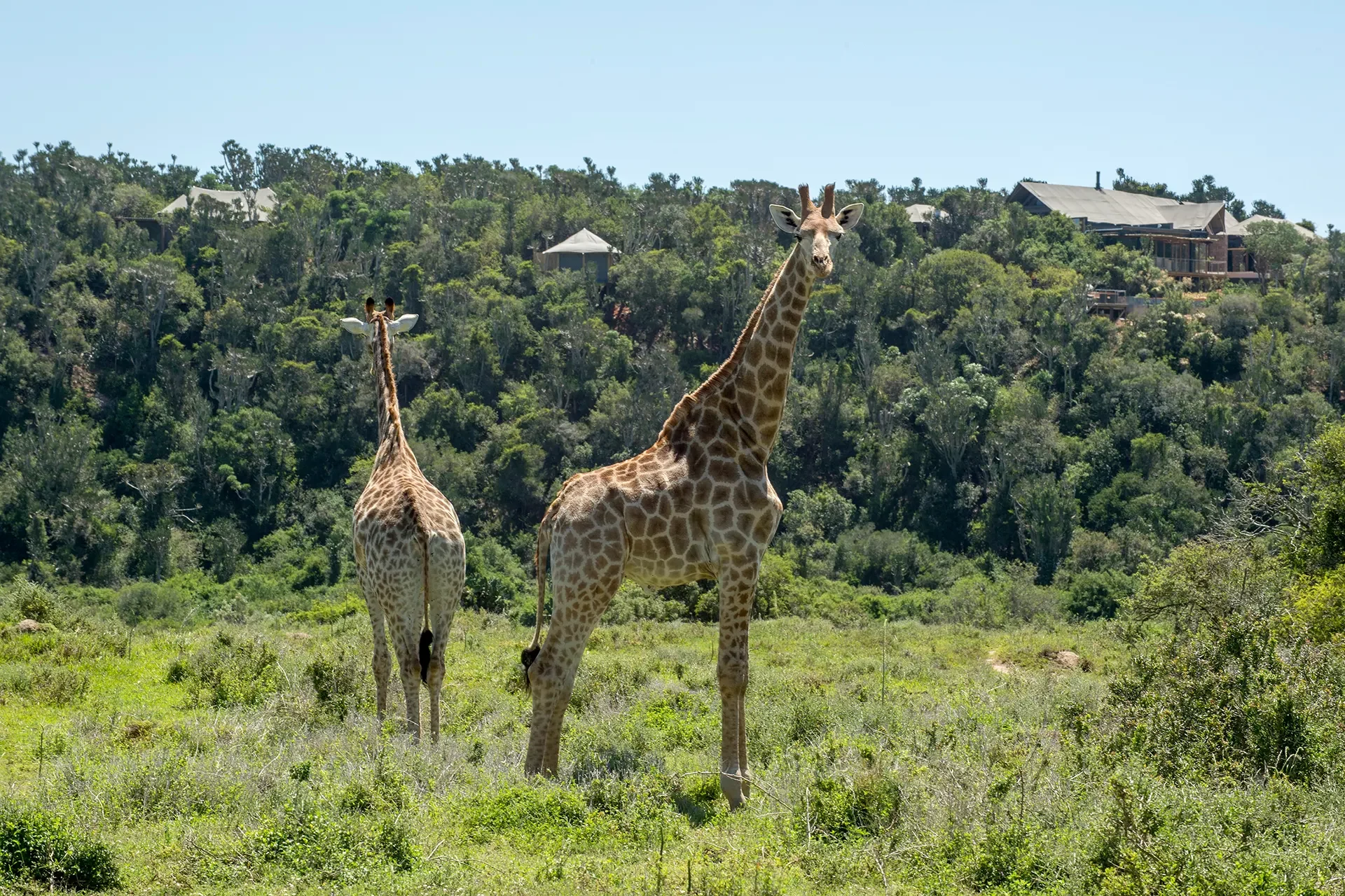 Zwei Giraffen vor der Settlers Drift Lodge