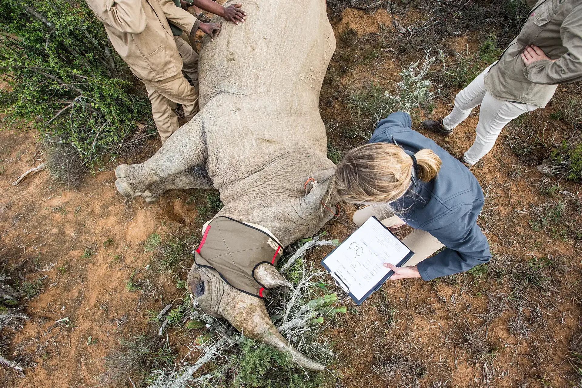 Tierärtzin beugt über schlafendem Nashorn