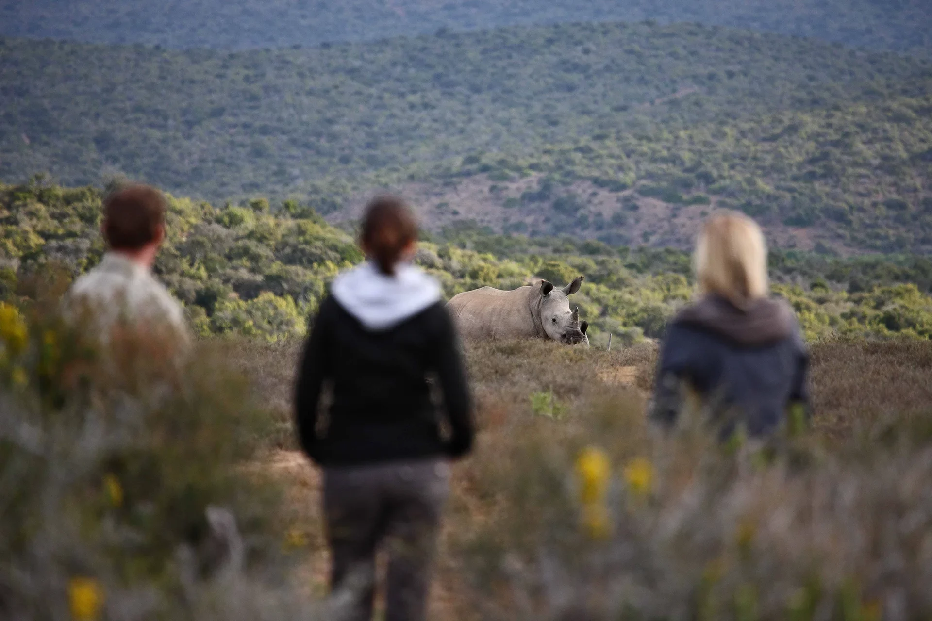 Großes Nashorn angesichts dreier Personen