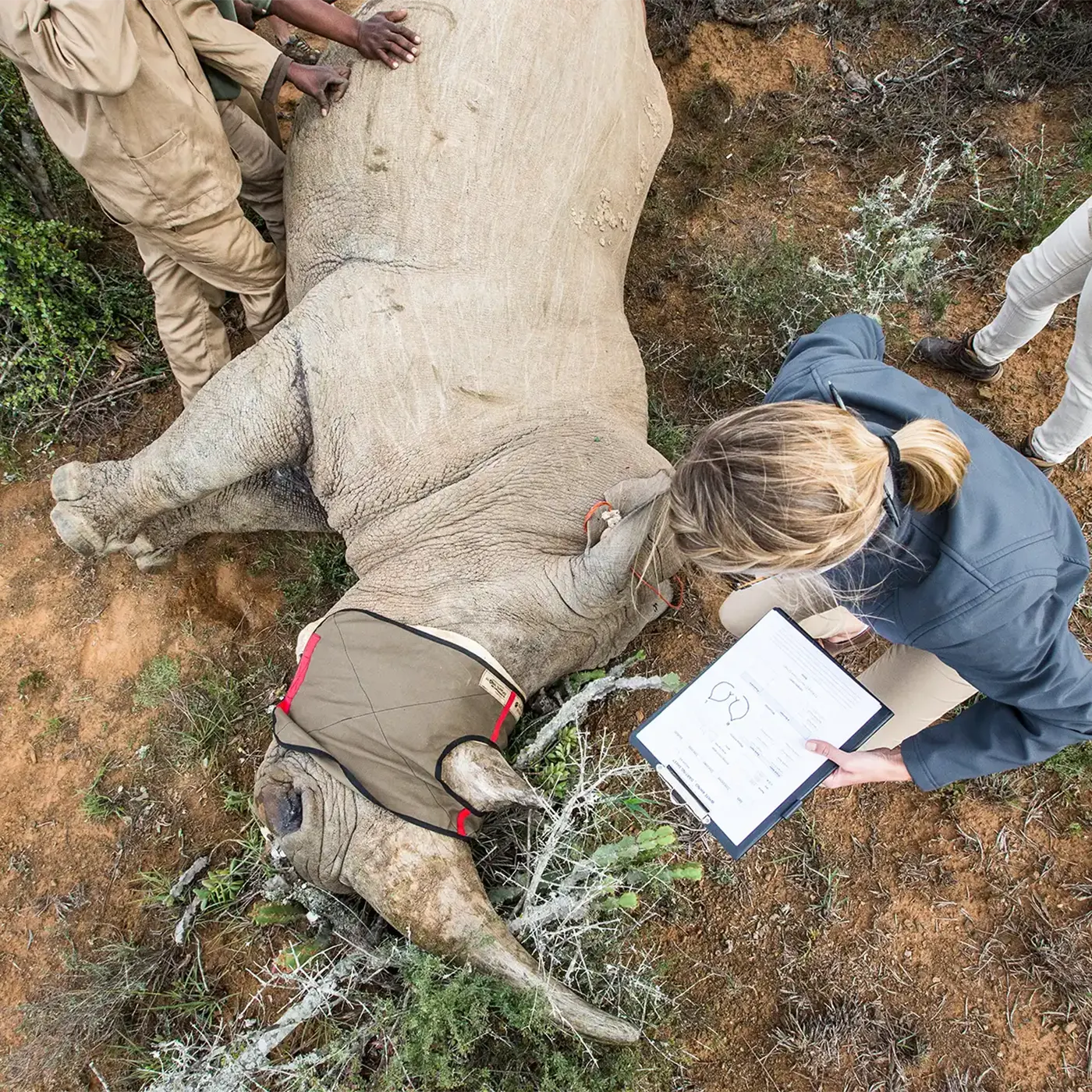 Frau beugt über sediertem Nashorn