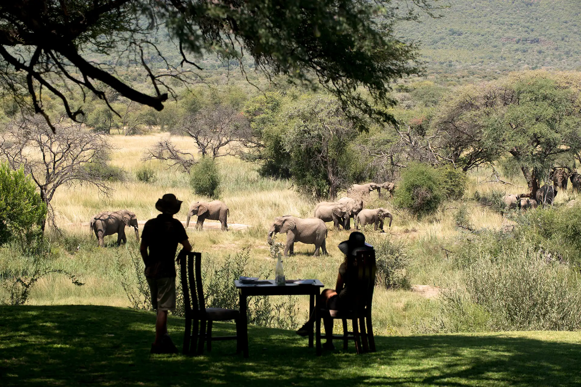 Paar sitzt an Tisch mit Blick auf mehrere Elefanten