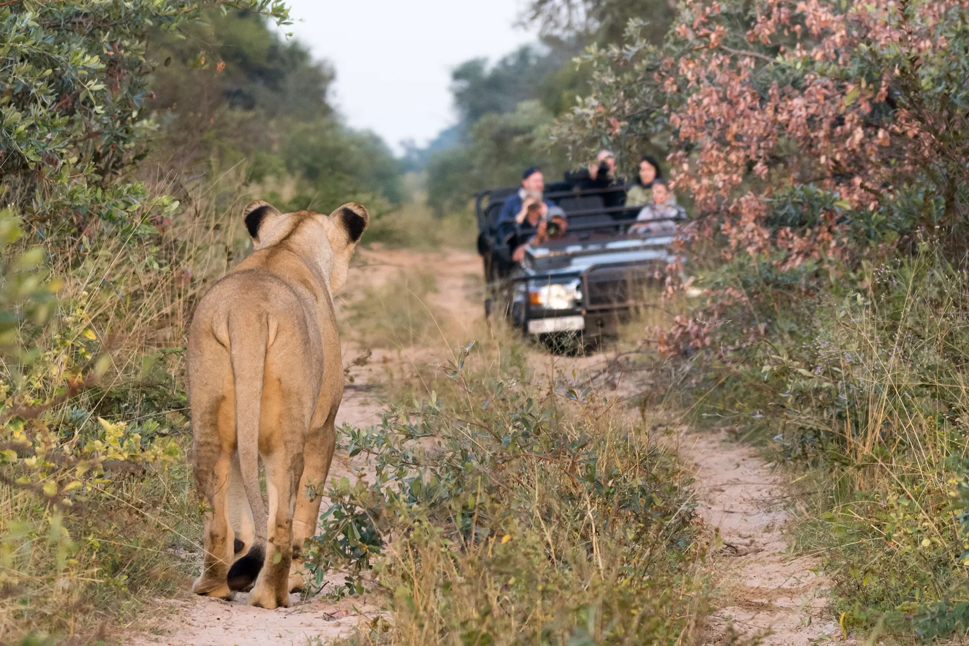 Löwe schlendert vor einem Safari Jeep