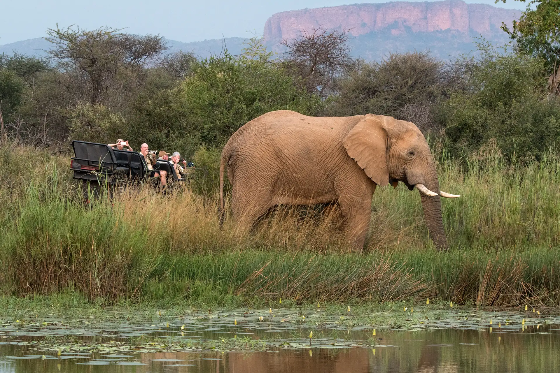 Elefant vor einem Safari Jeep mit Gästen