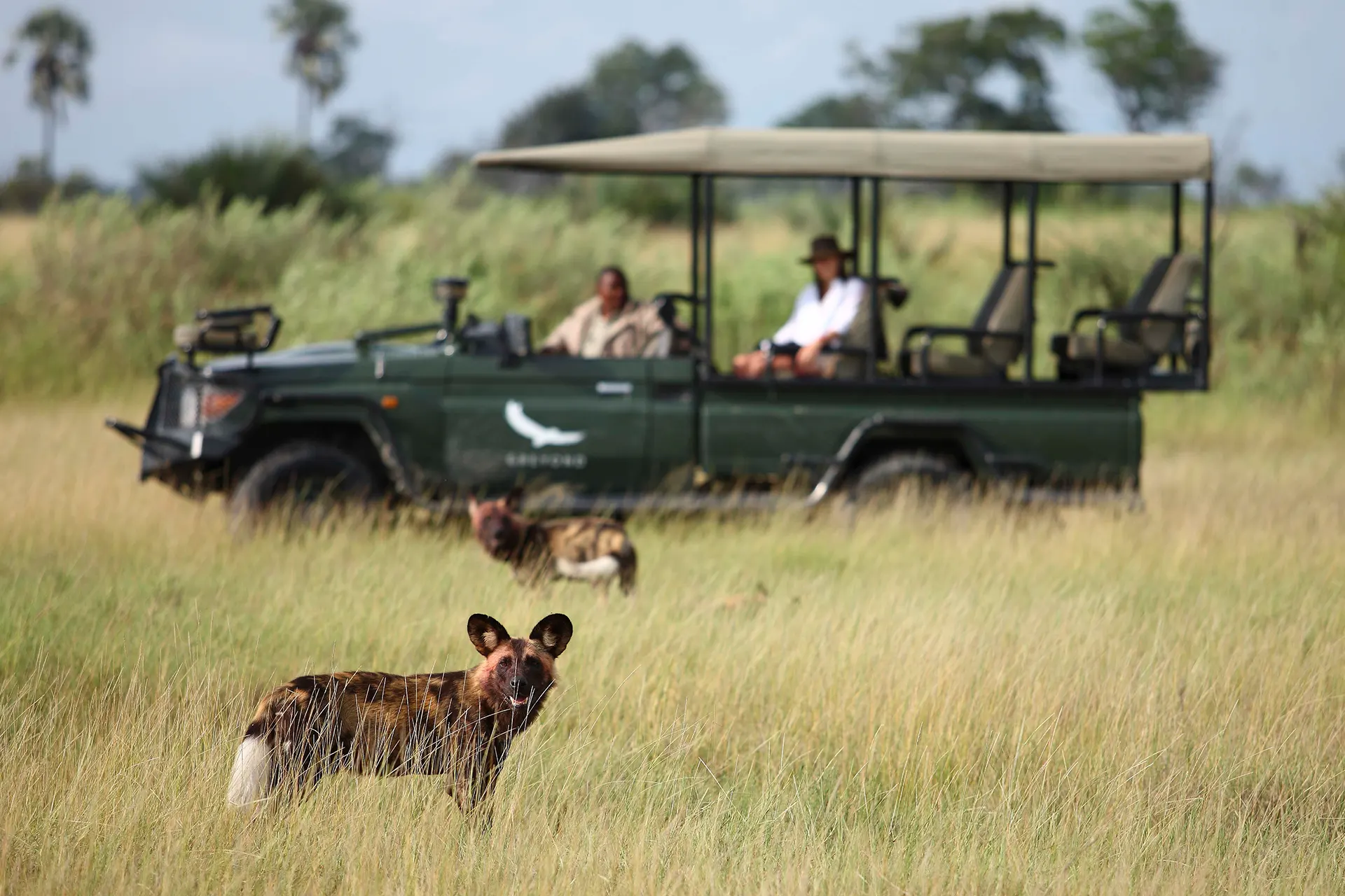 Wildhund steht vor einem Safari Jeep