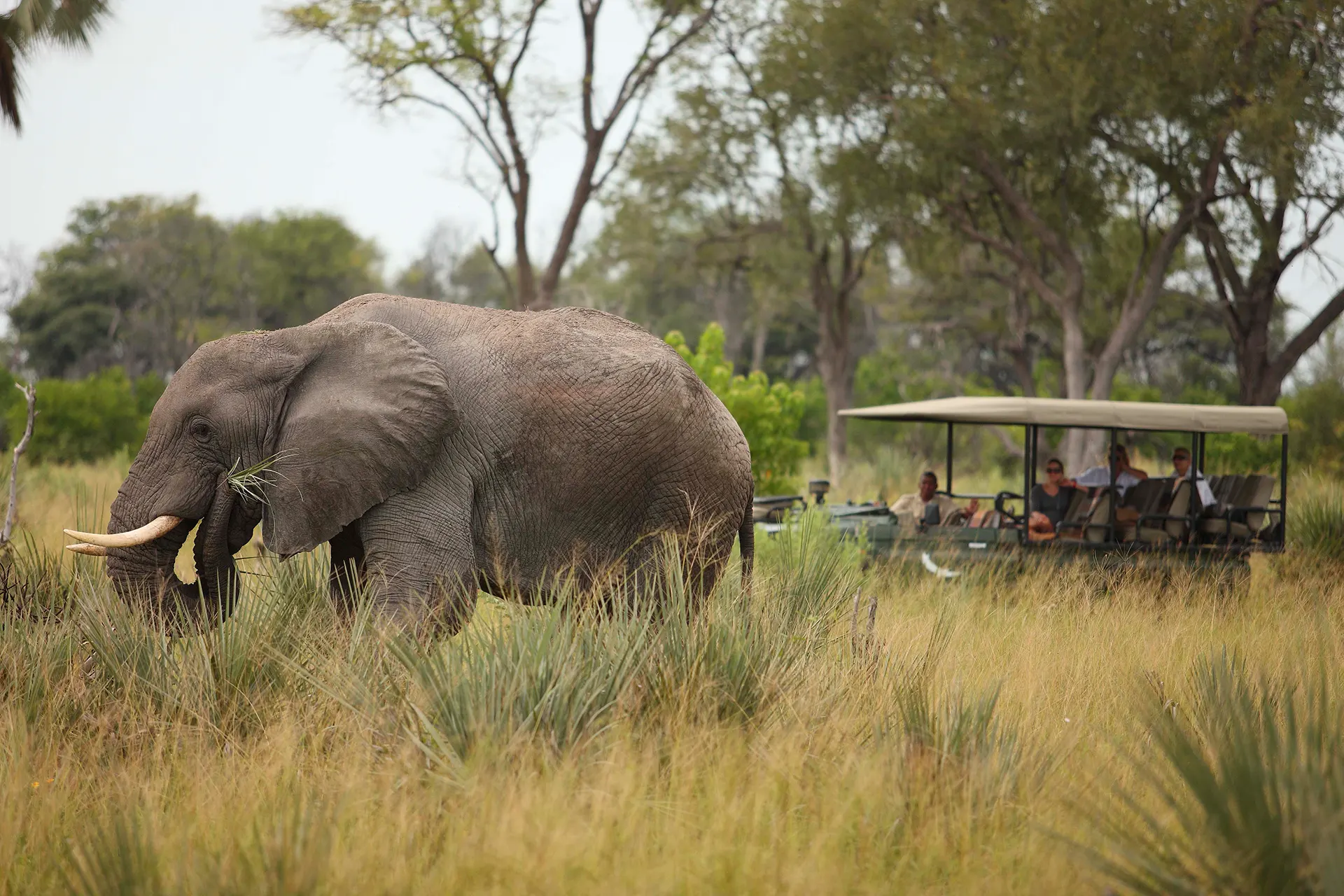 Elefant vor einem Safarijeep in Afrika
