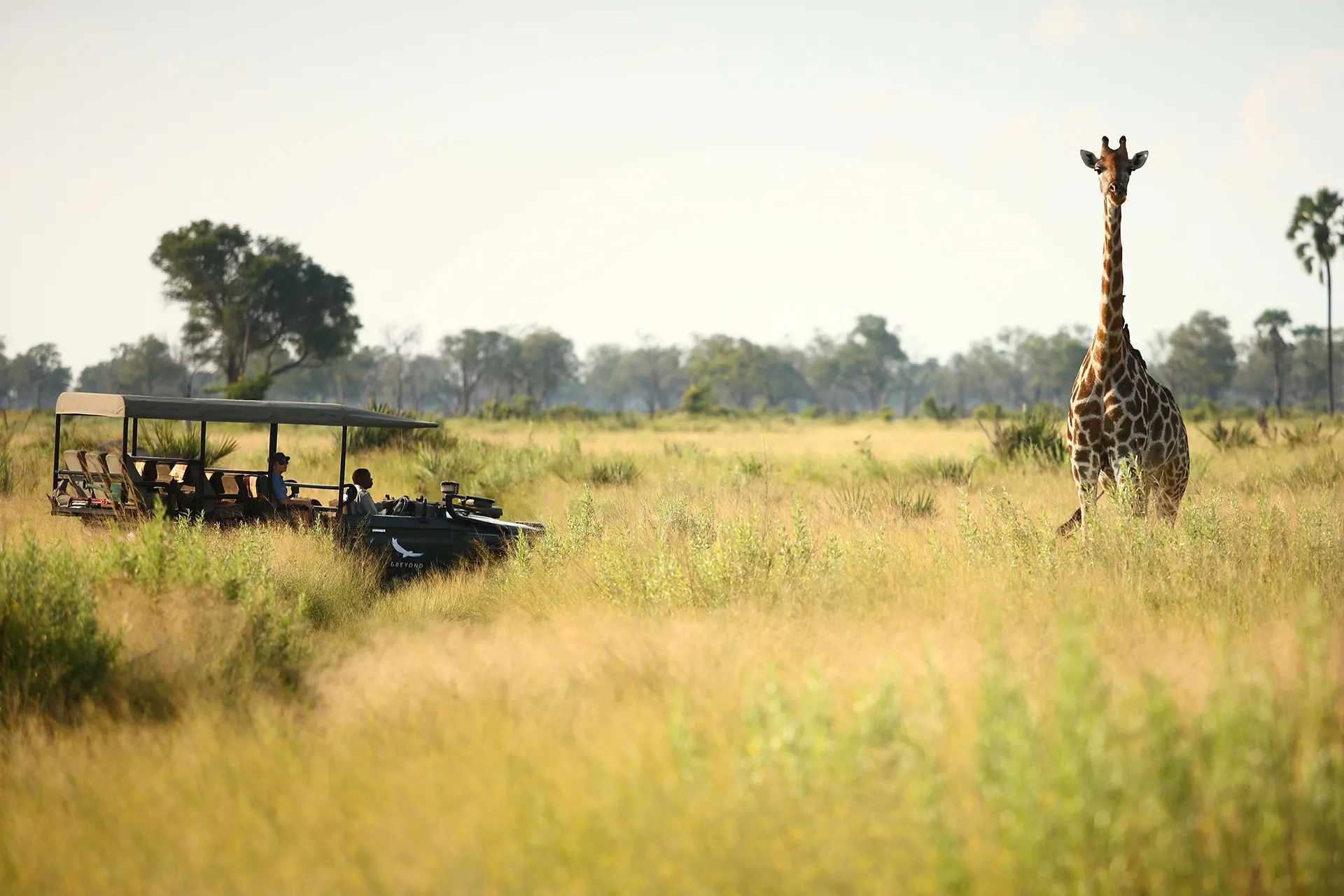Giraffe vor einem Jeep in Botswana