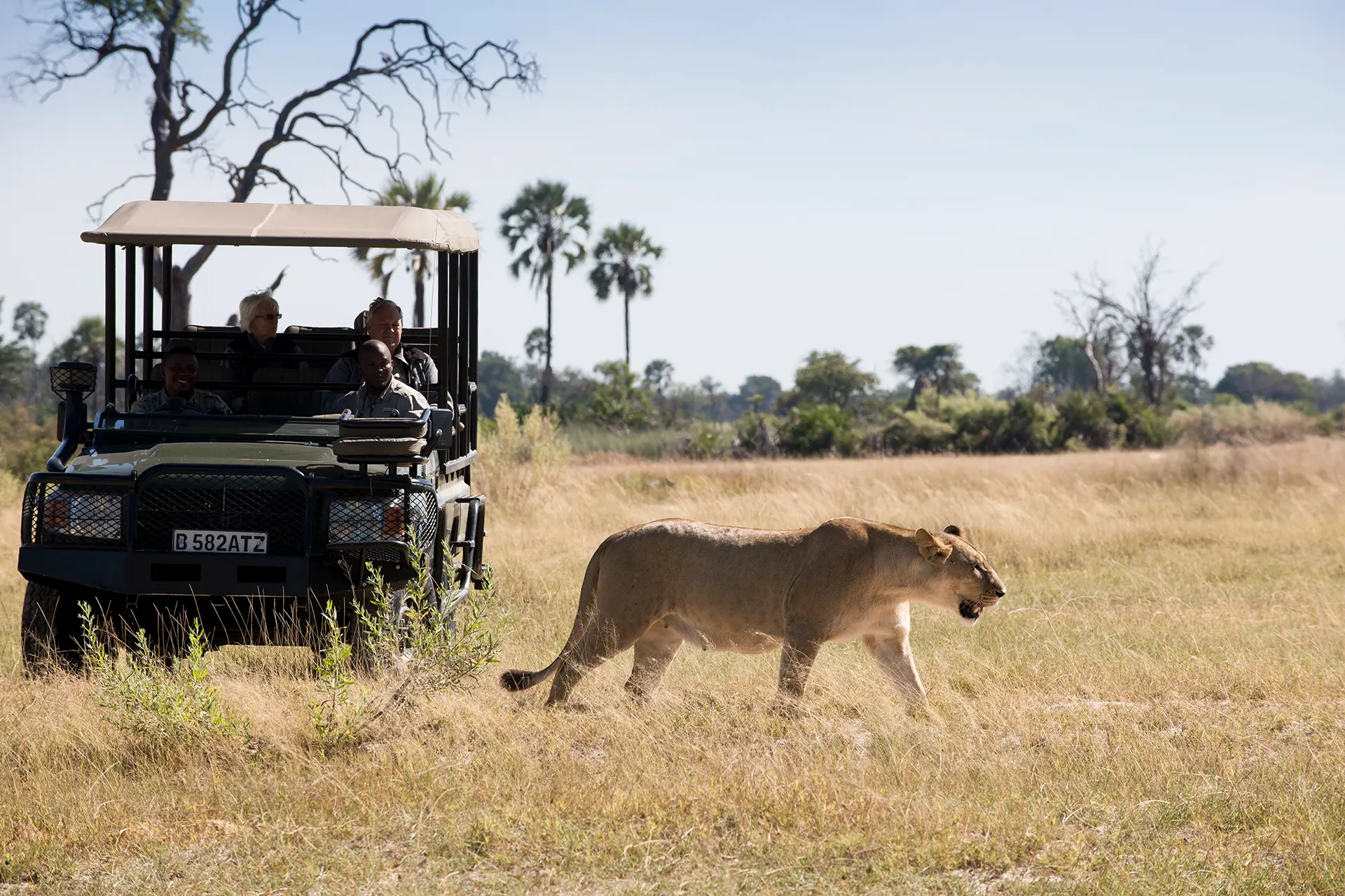 Löwin vor einem Jeep in Botswana