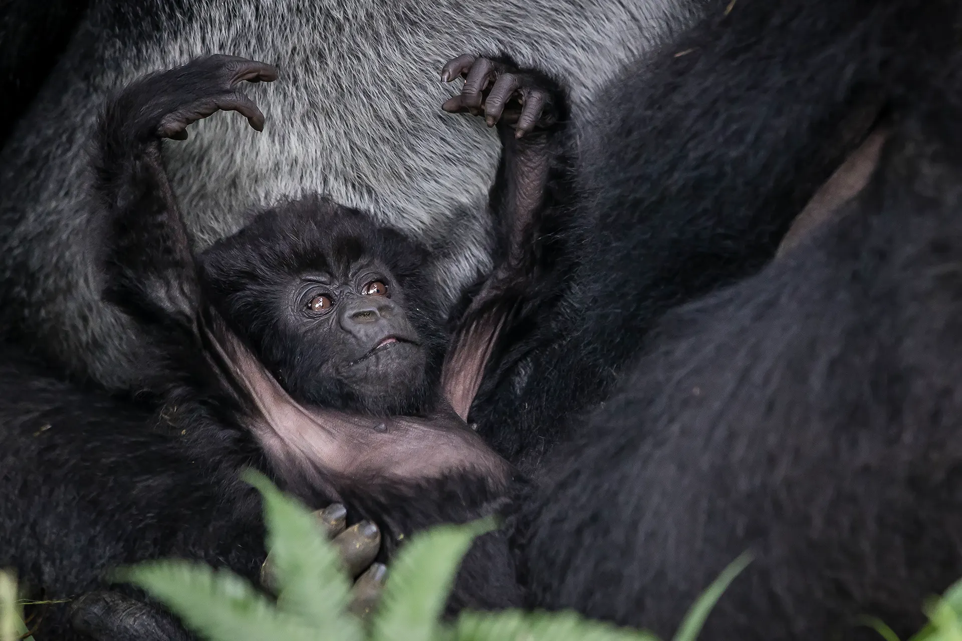 Kleines Gorillababy im Schoss seiner Mutter