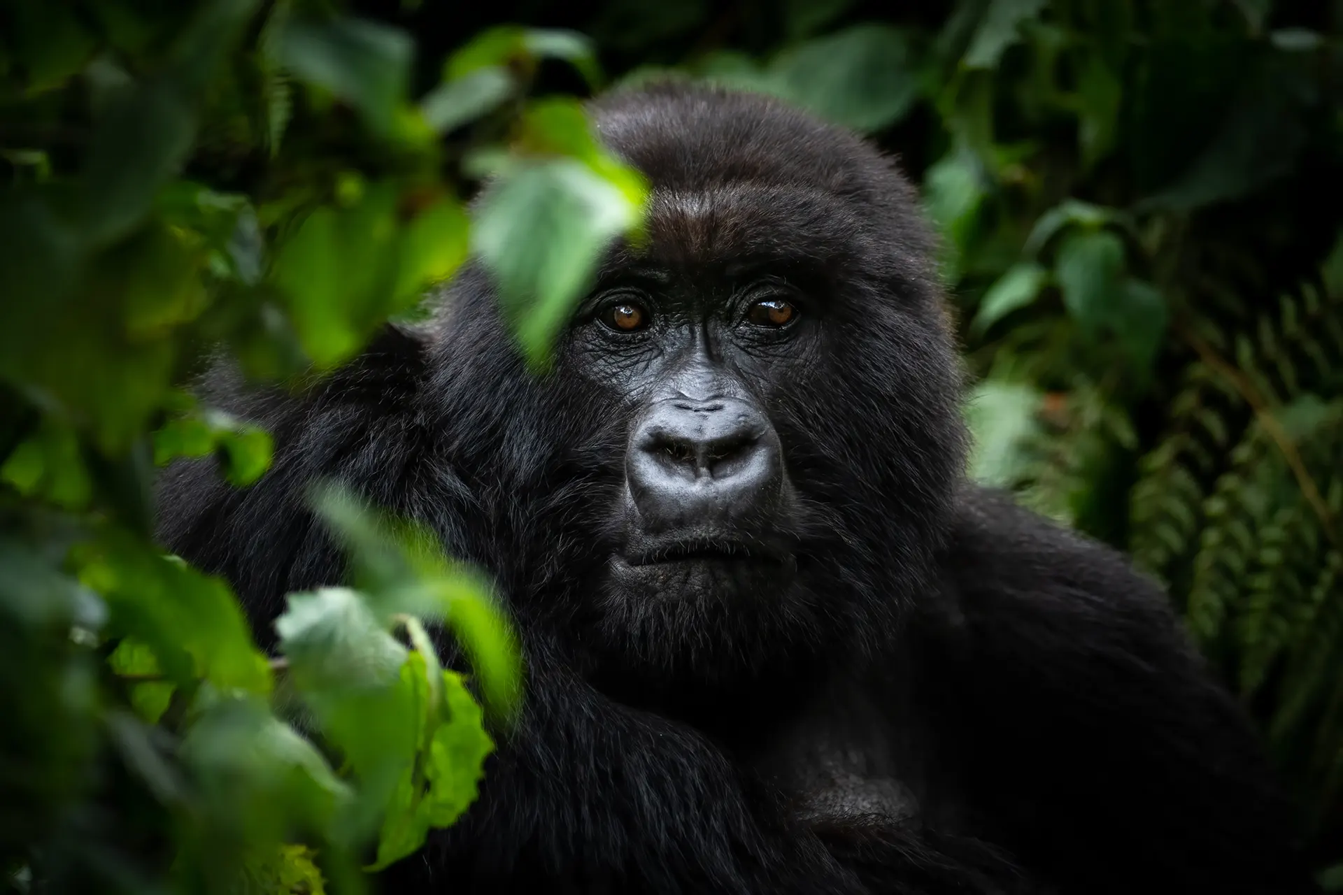 Portraitaufnahme eines Gorillas