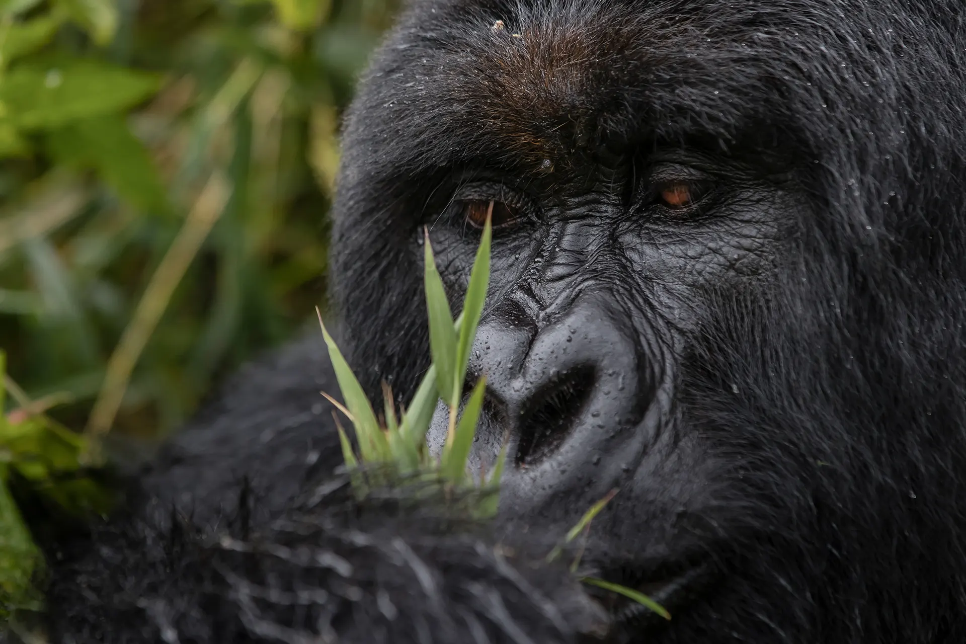 Erwachsener Gorilla frisst eine Pflanze