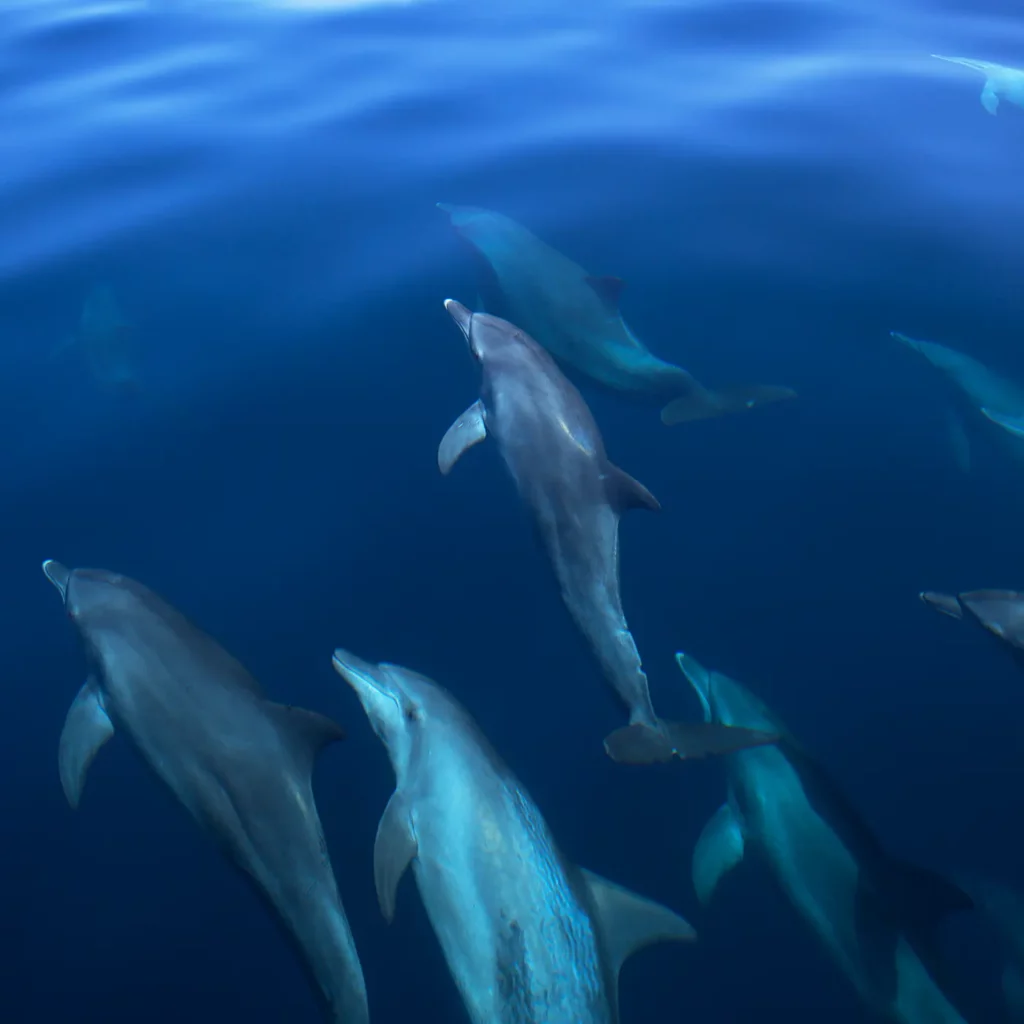 Mehrere Delfine im Meer