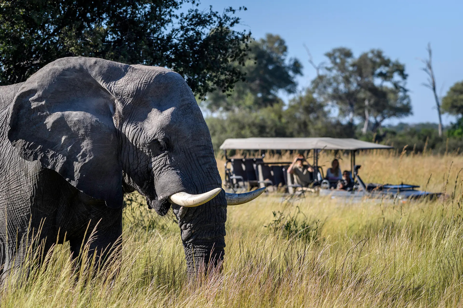 Elefant vor einem Safari Jeep