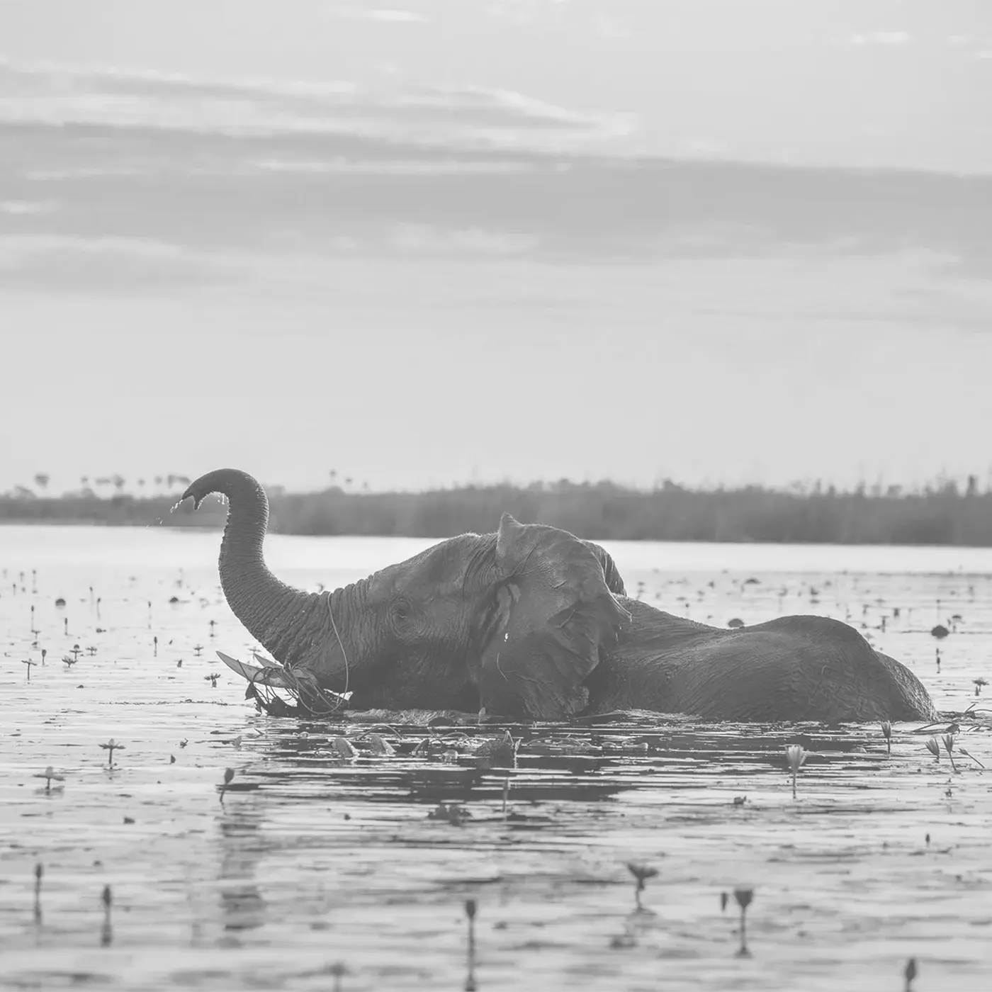 Elefant schwimmt vor dem Duma Tau Camp Botswana