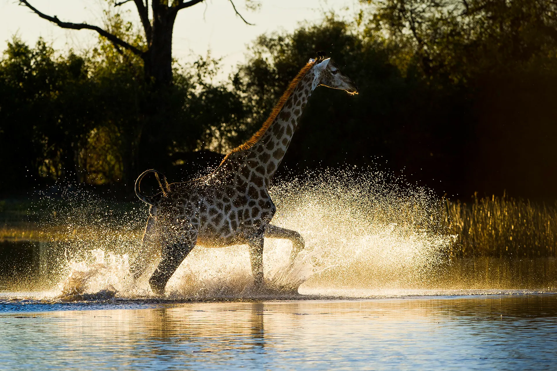 Giraffe galoppiert durch seichtes Wasser