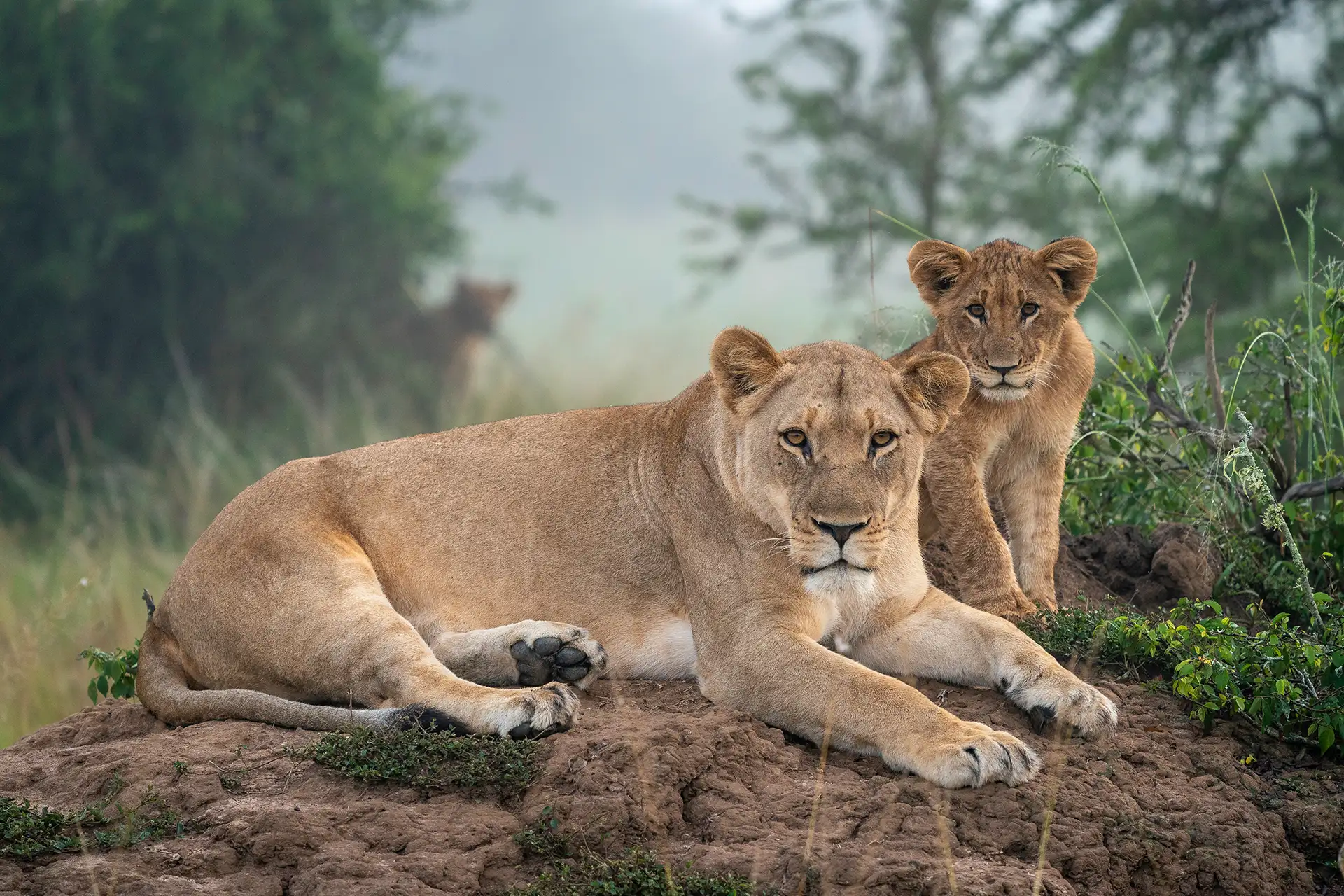 Löwenmutter mit kleinem Baby