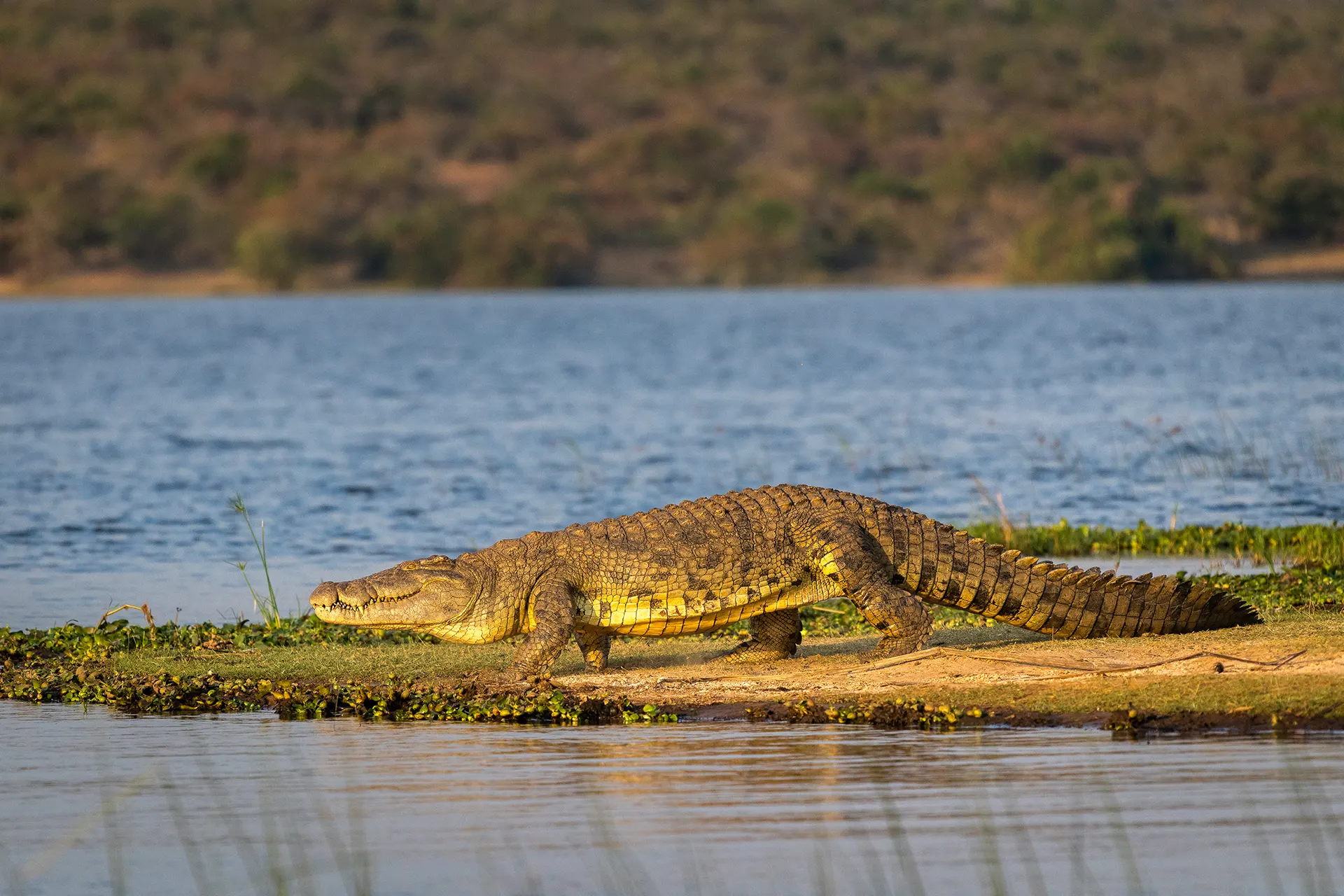 Krokodil an einem Flusslauf