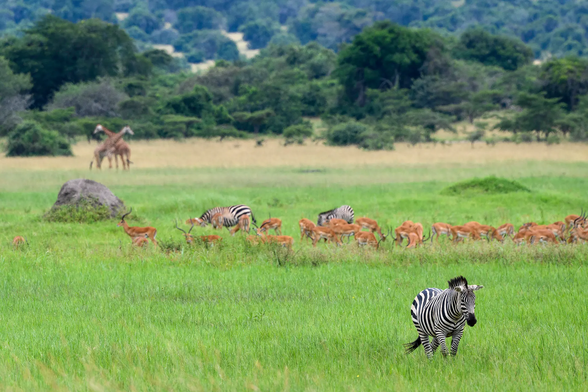Zebra vor einer Herde Gazellen