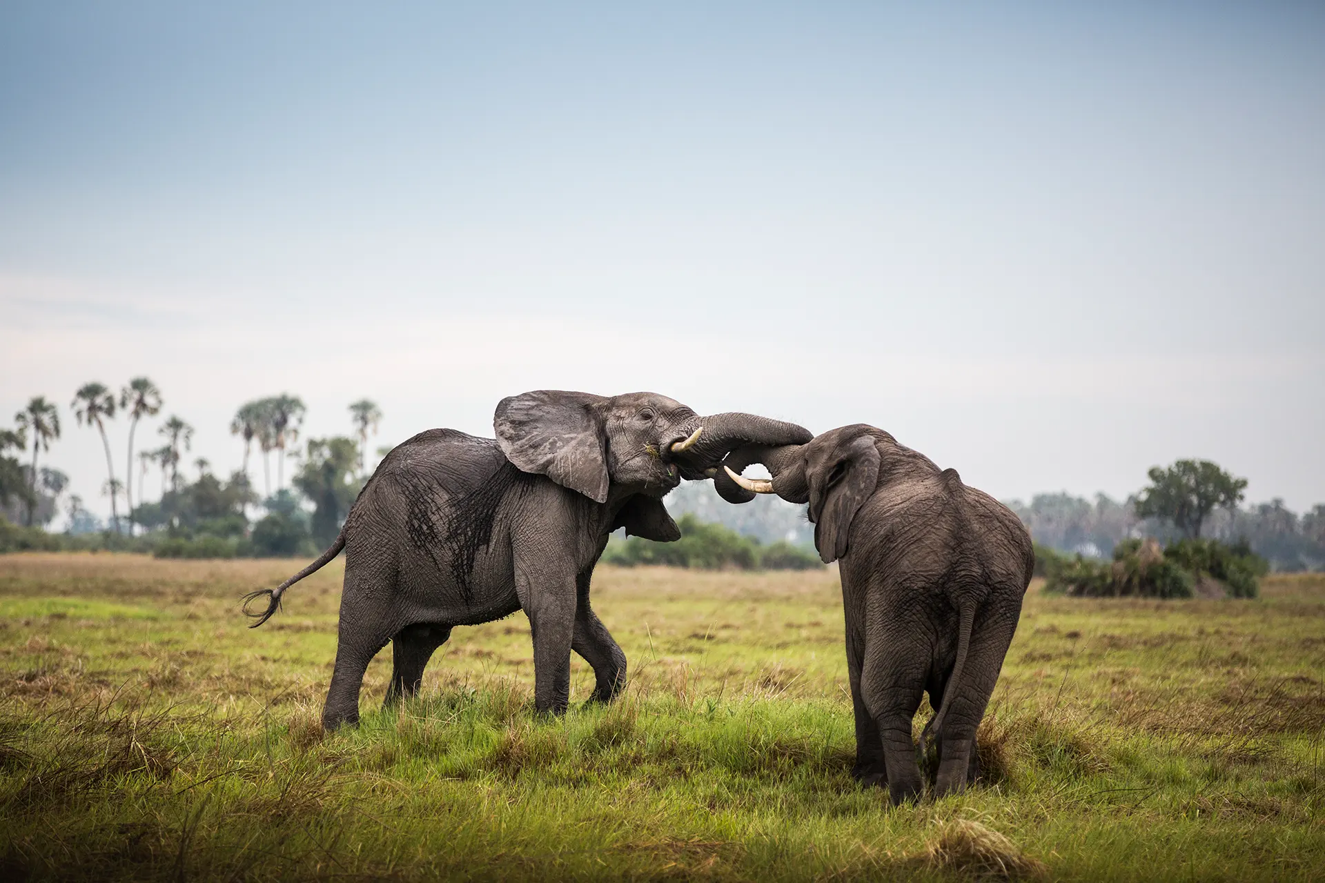 Zwei spielende Elefanten auf einer Wiese