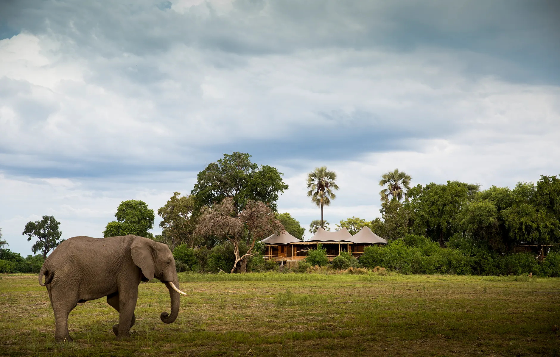 Elefant schlendert vor einem Zeltcamp in Afrika