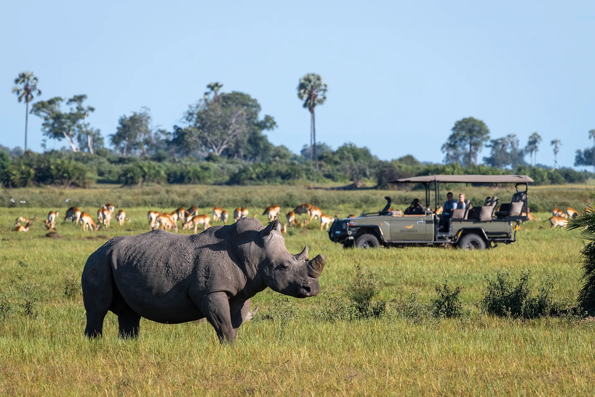 Nashorn steht vor einem Safarijeep
