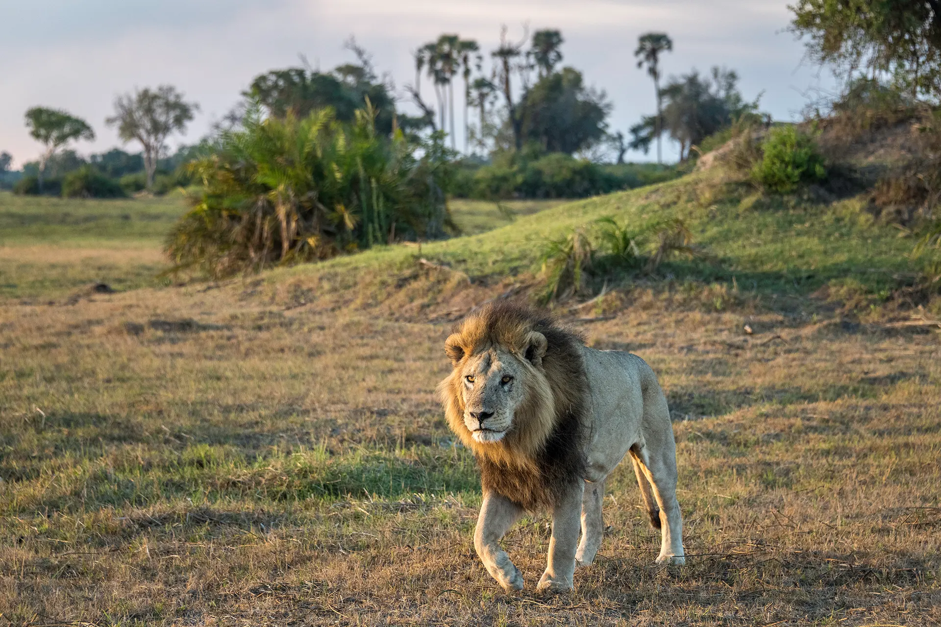 Löwe schlendert durch afrikanischen Busch