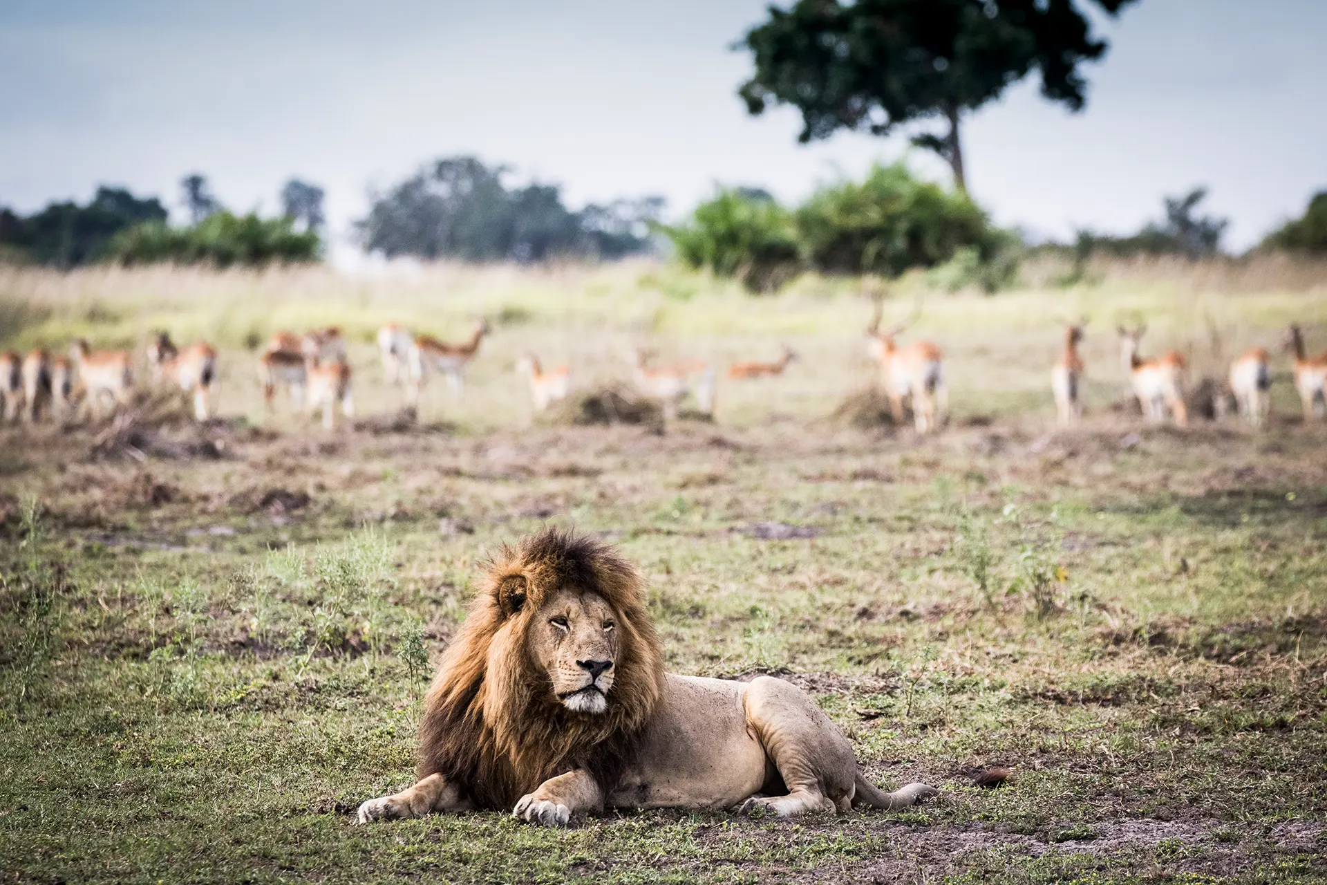 Löwe liegt im Gras in afrikanischer Savanne