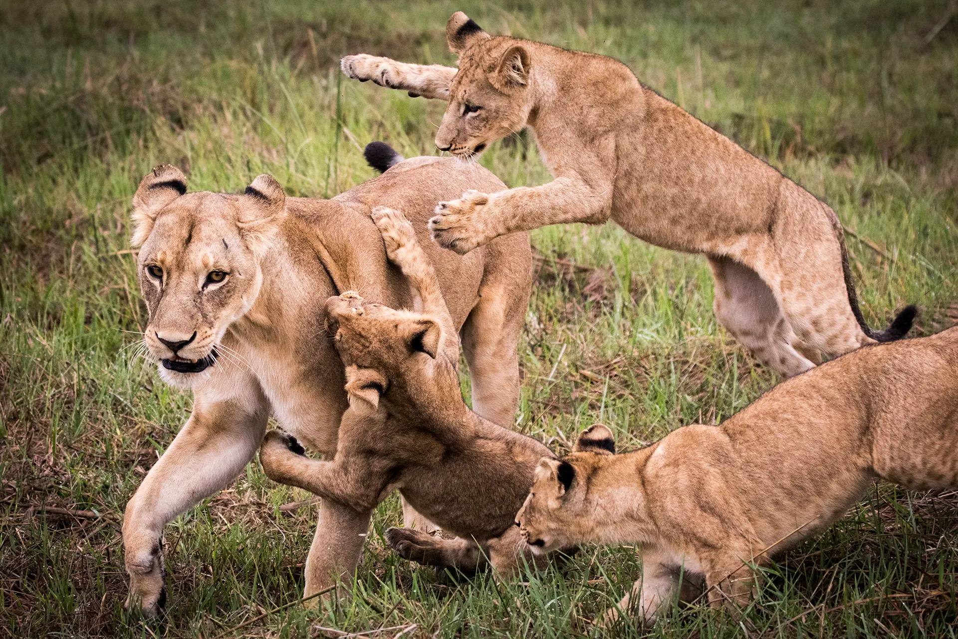 Mehrere wild spielende Löwen
