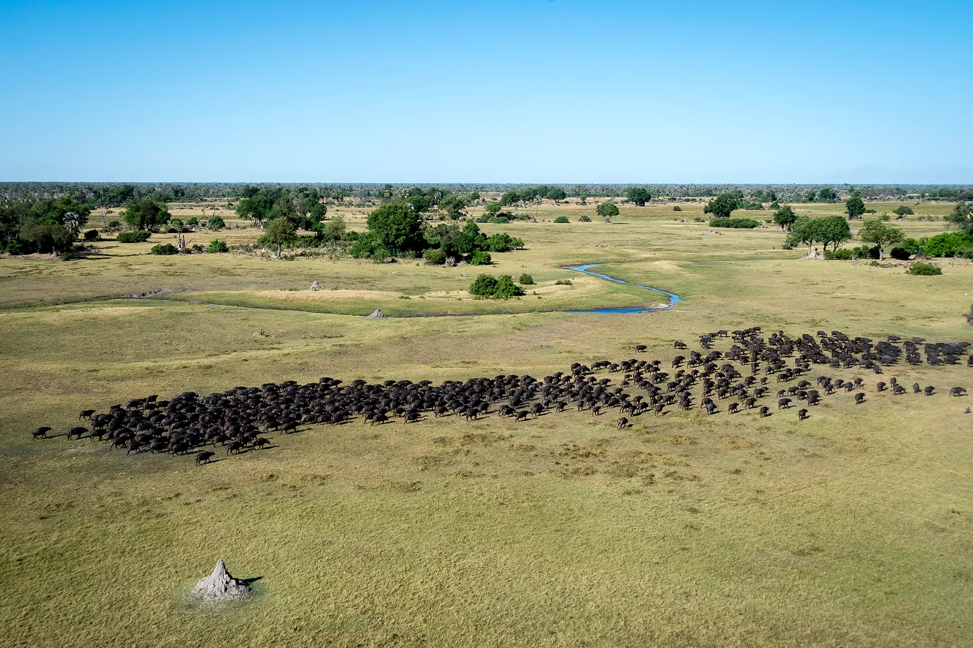 Riesige Herde Büffel aus der Luft fotografiert