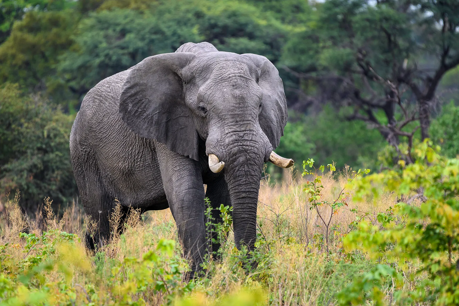 Großer ausgewachsener Elefant