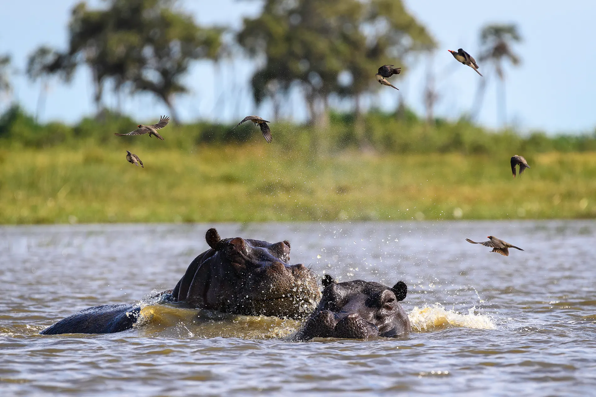 Zwei Hippos im Wasser