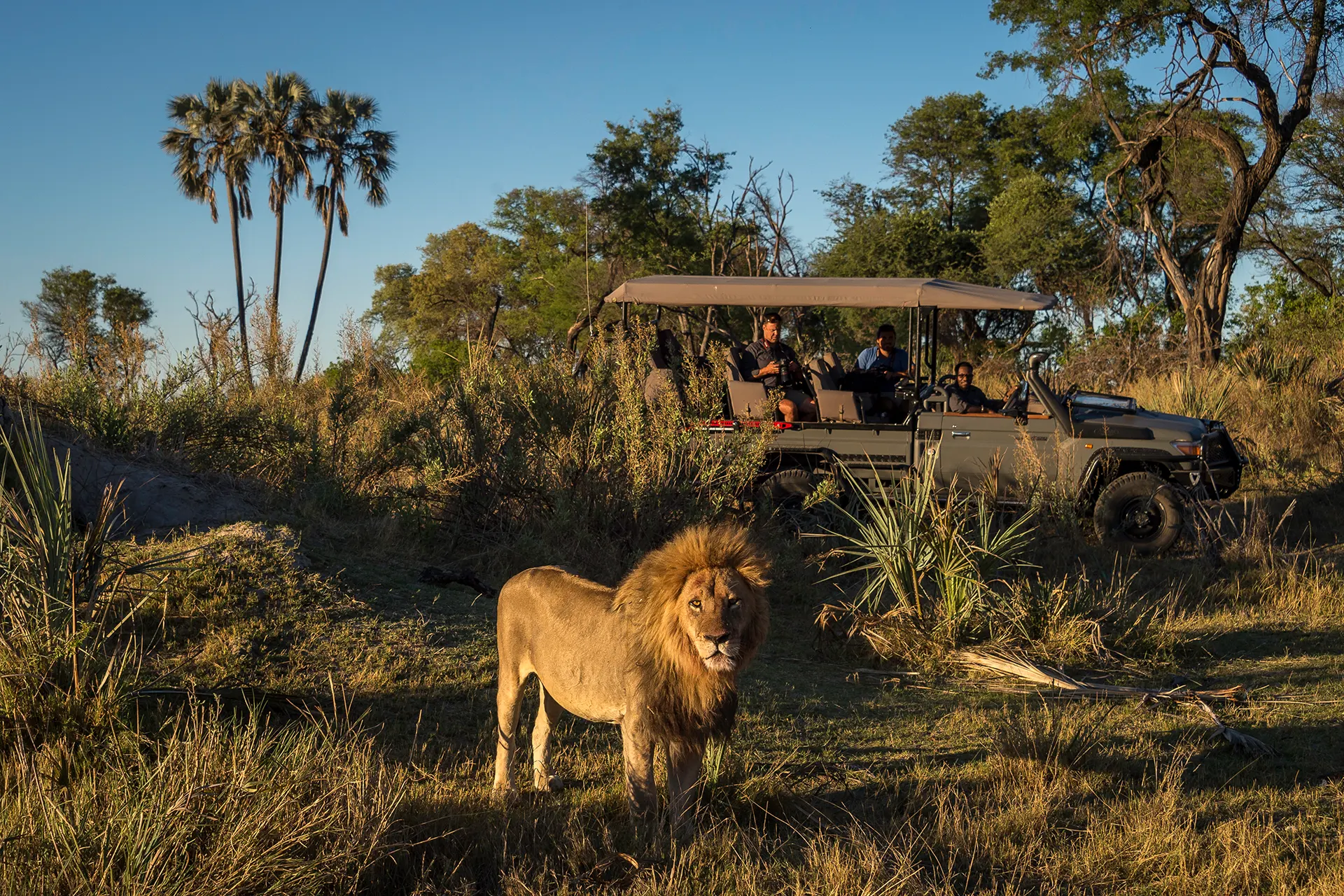 Löwe steht vor einem Safarijeep