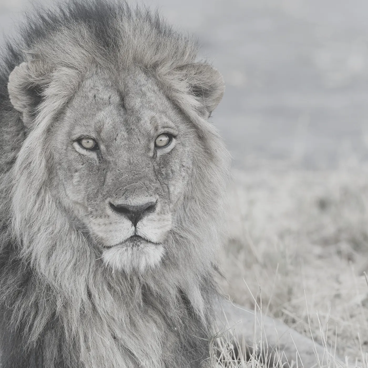 Portraitfotografie eines ausgewachsenen Löwen