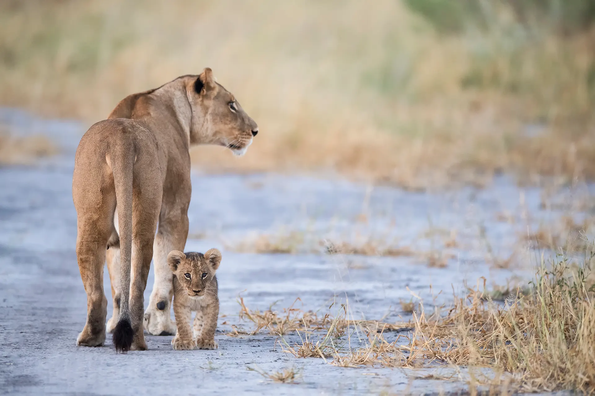 Löwenmutter mit einem kleinen Baby