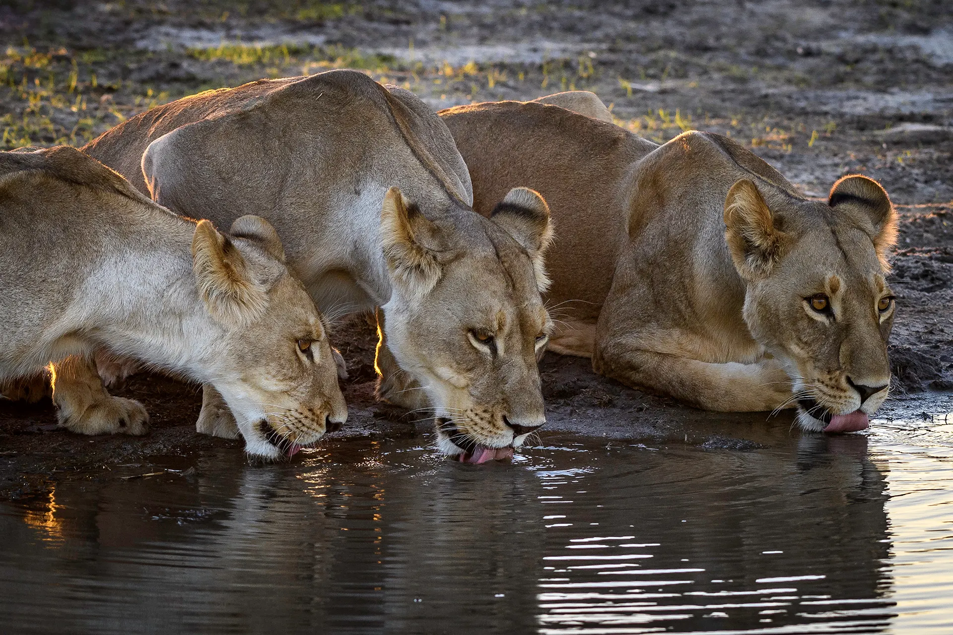 Drei Löwinnen trinken an einem Wasserloch