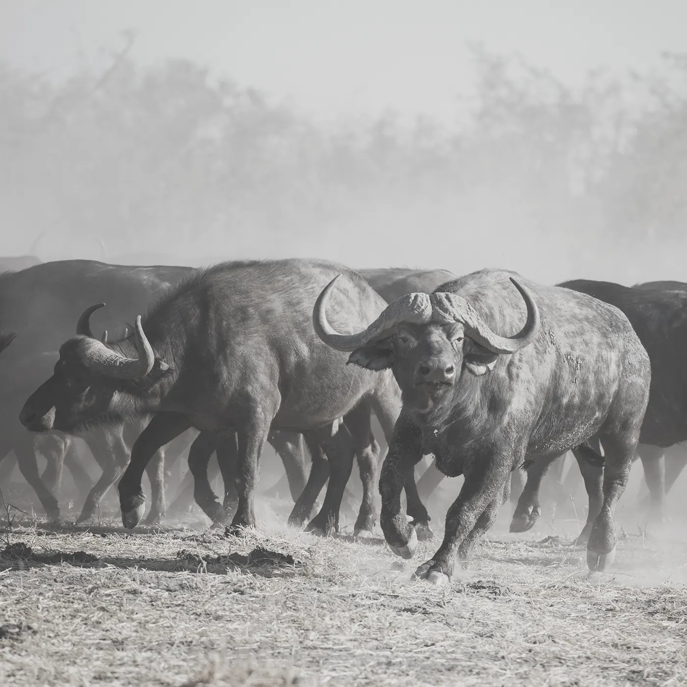 Laufende Büffelherde in Afrika