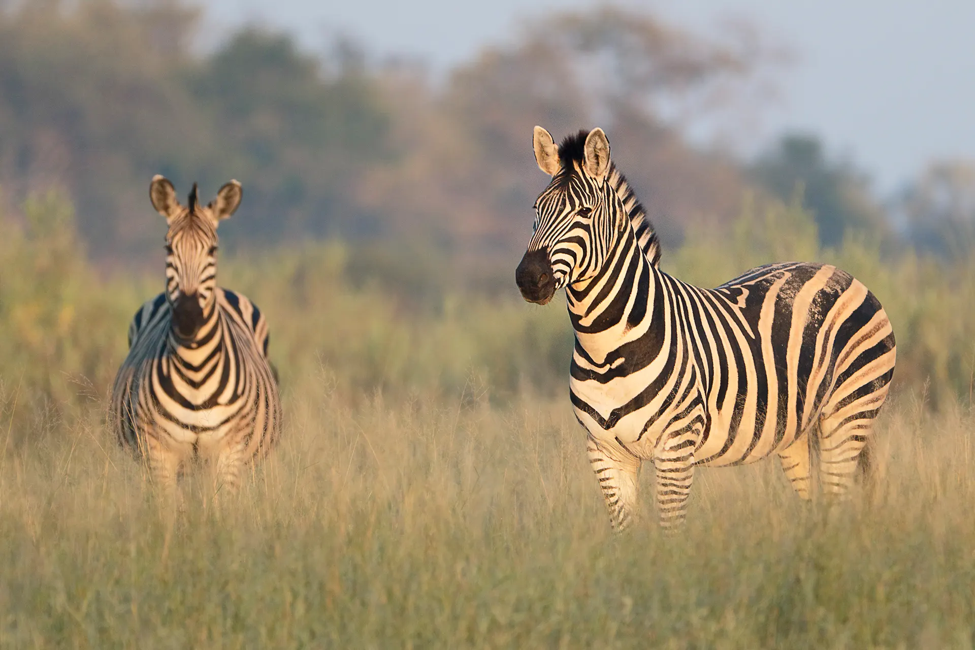 Zwei Zebras in der Savanne