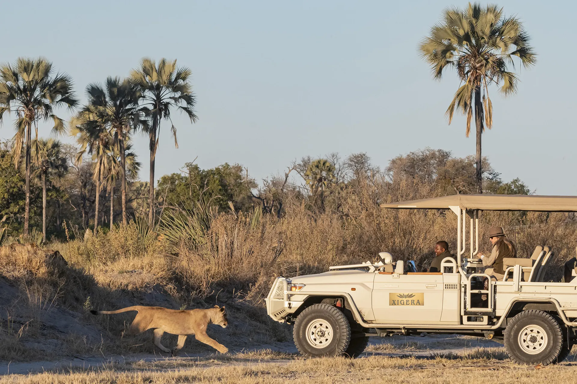 Löwin vor einem Safari Jeep