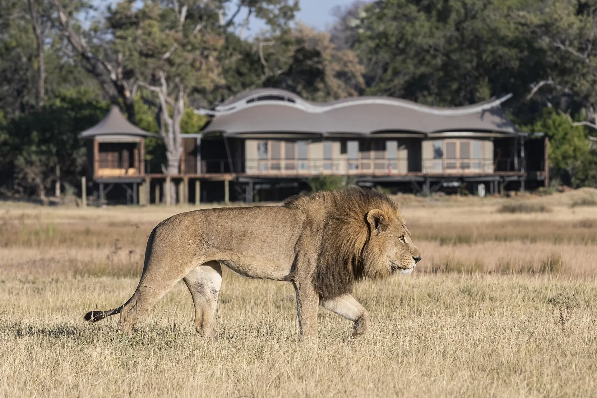 Löwe schlendert vor einer Lodge